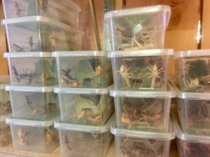 Krekels, sprinkhanen