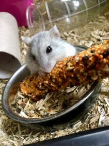 Hamster Jana