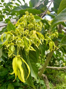 Berber Bouma - Hobbelen - Ylang ylang